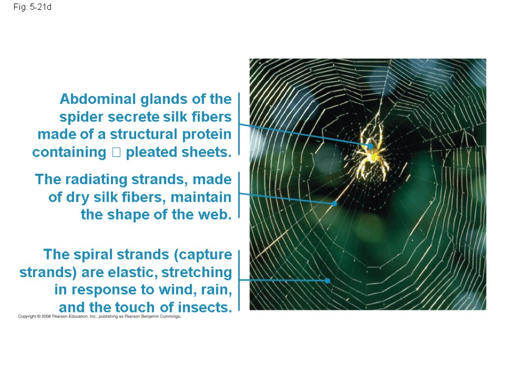 Fig. 5-21d Abdominal glands of the spider secrete silk fibers made of a structural